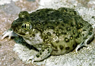 Western spadefoot toad