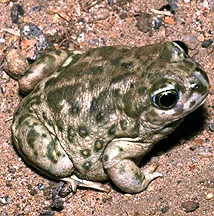 Western spadefoot toad