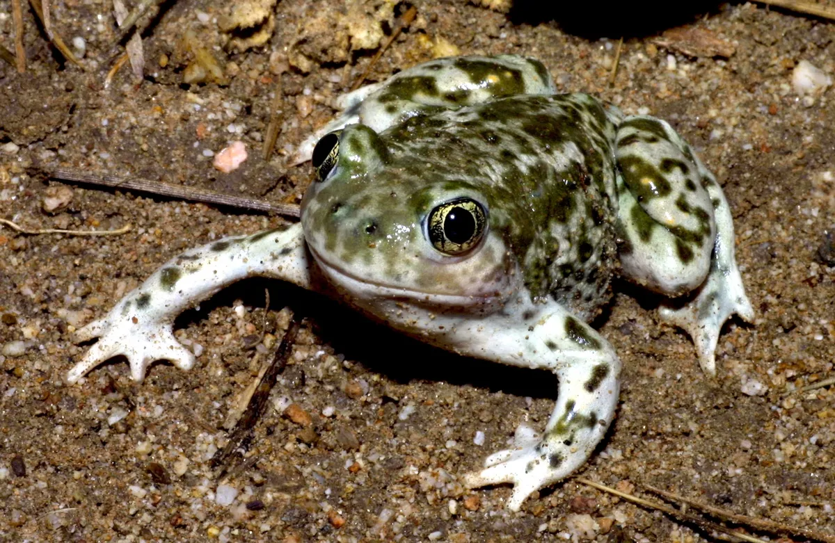 Western spadefoot toad