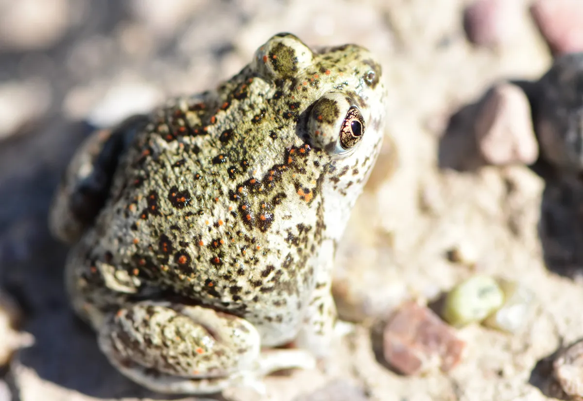 Great Basin Spadefoot Toad