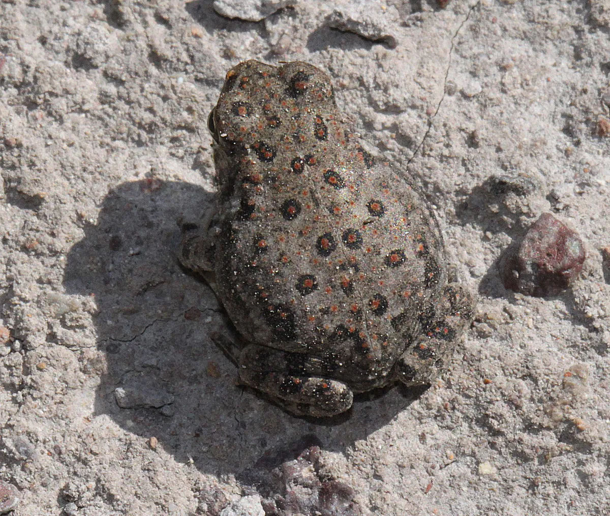 New Mexico Spadefoot Toad