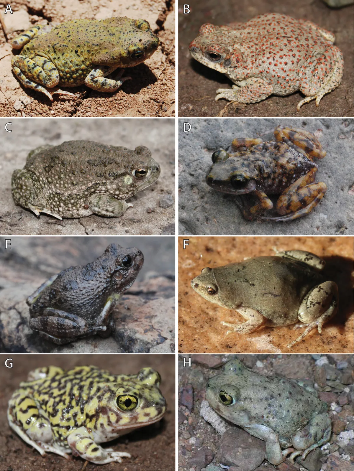 New Mexico Spadefoot Toad