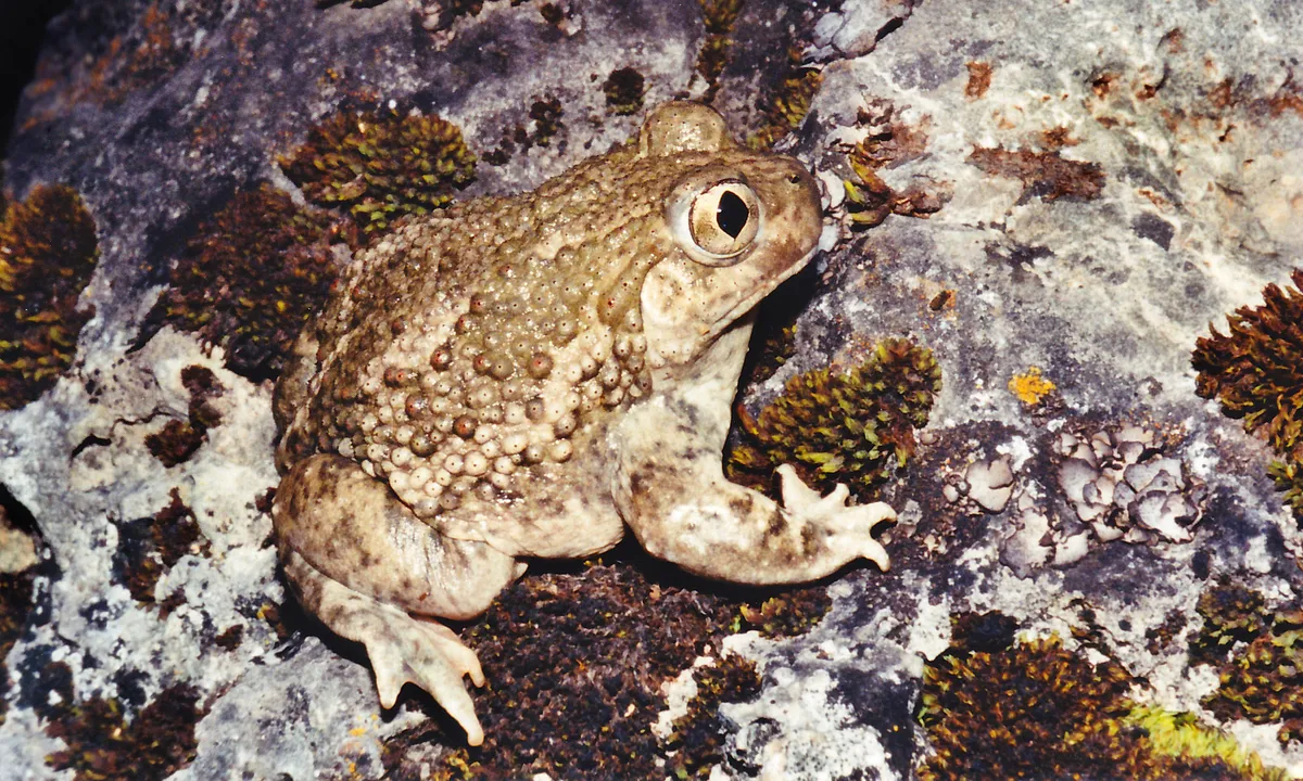 New Mexico Spadefoot Toad