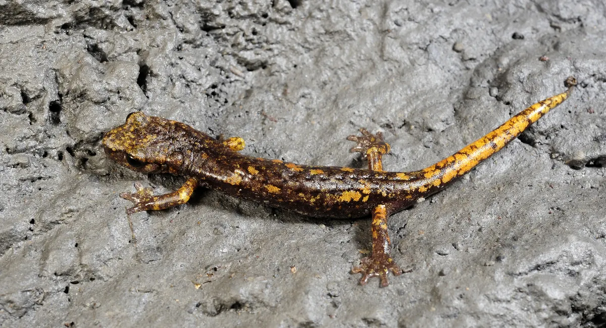 Strinati's Cave Salamander