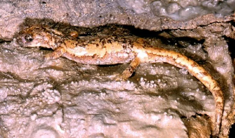 Strinati's Cave Salamander