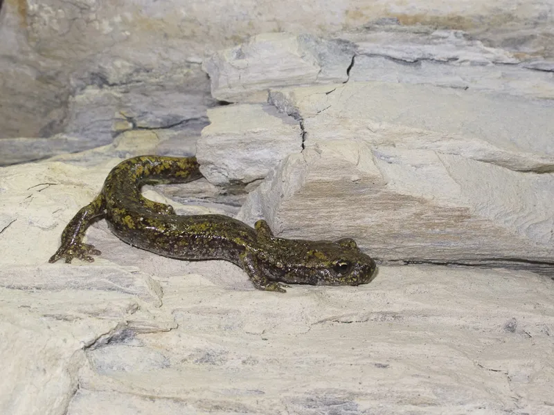 Strinati's Cave Salamander