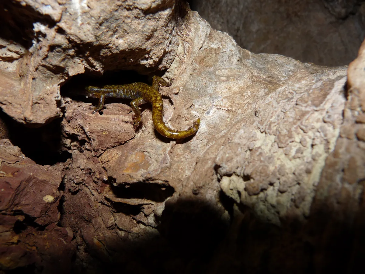 Strinati's Cave Salamander
