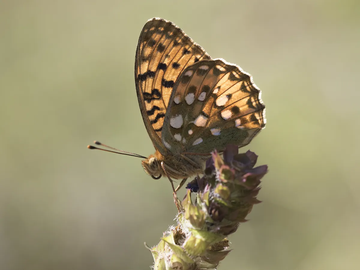Dark Green Fritillary