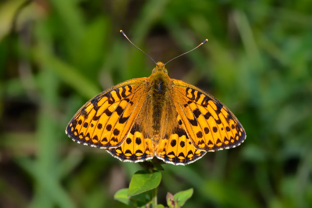 Dark Green Fritillary