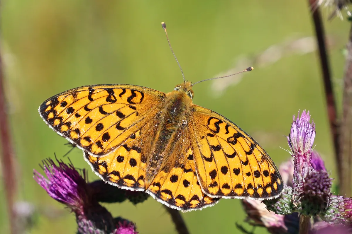 Dark Green Fritillary