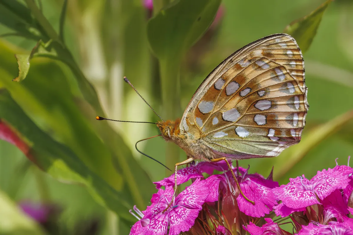 Dark Green Fritillary