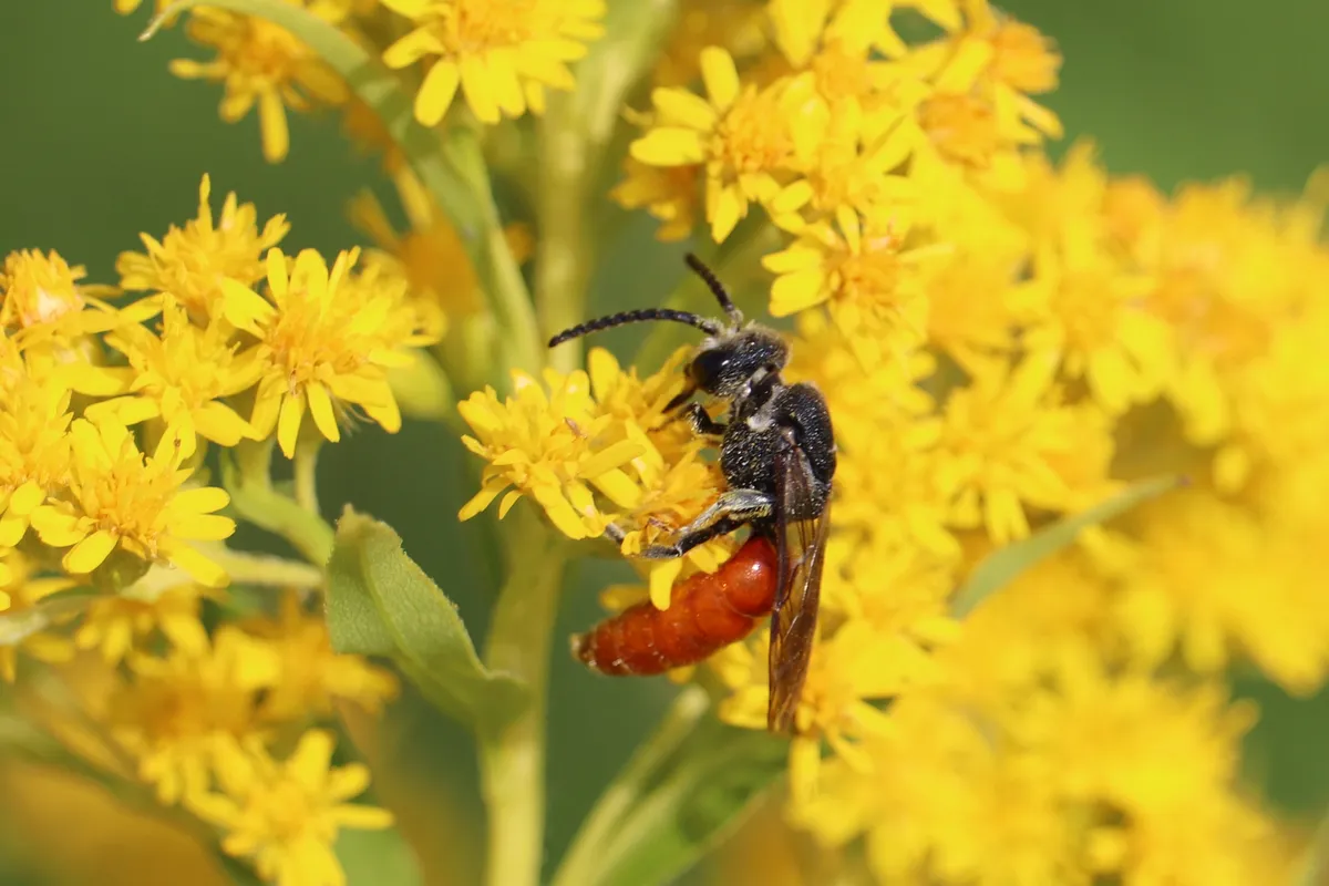 Sphecodes albilabris