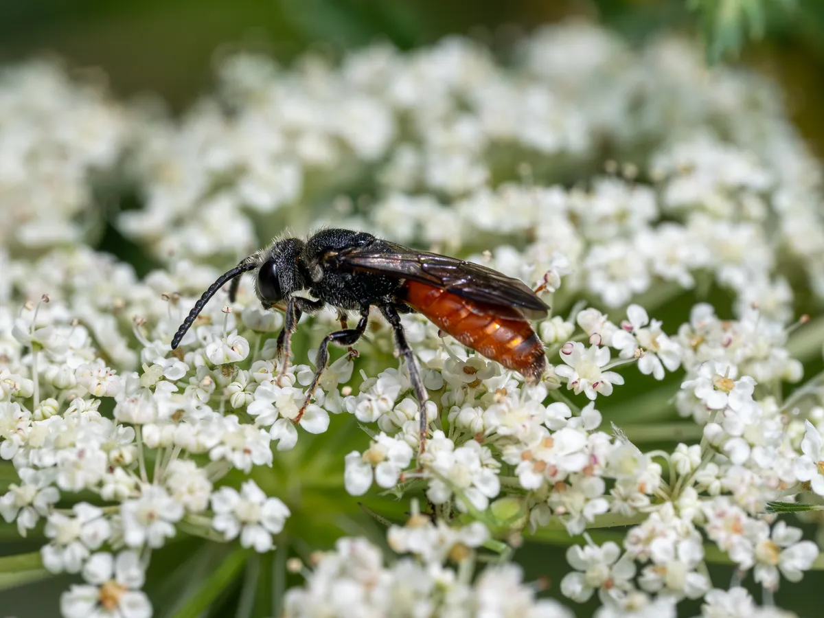 White-labeled Blood Bee
