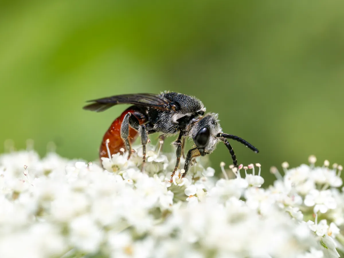 White-labeled Blood Bee