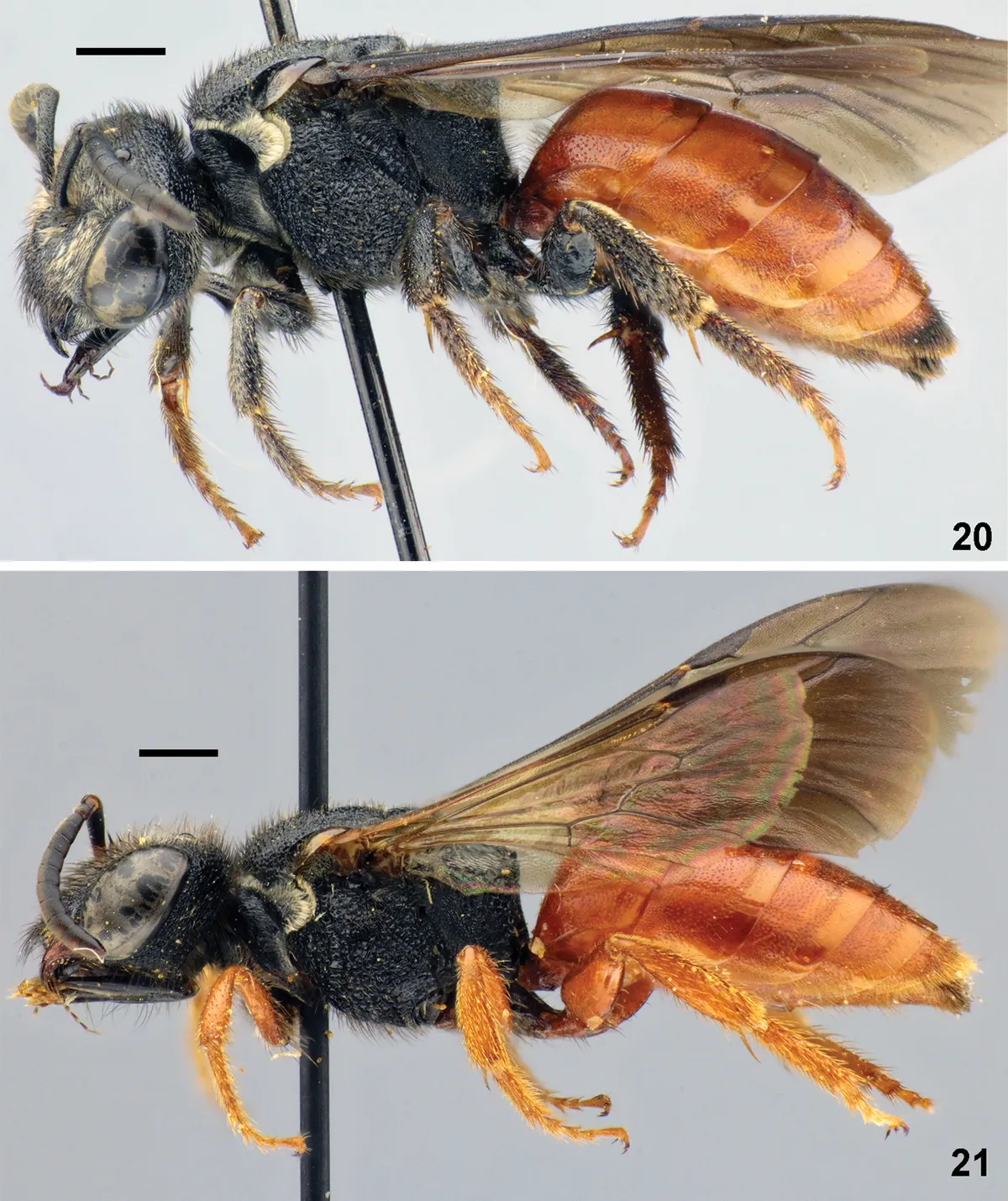 White-labeled Blood Bee