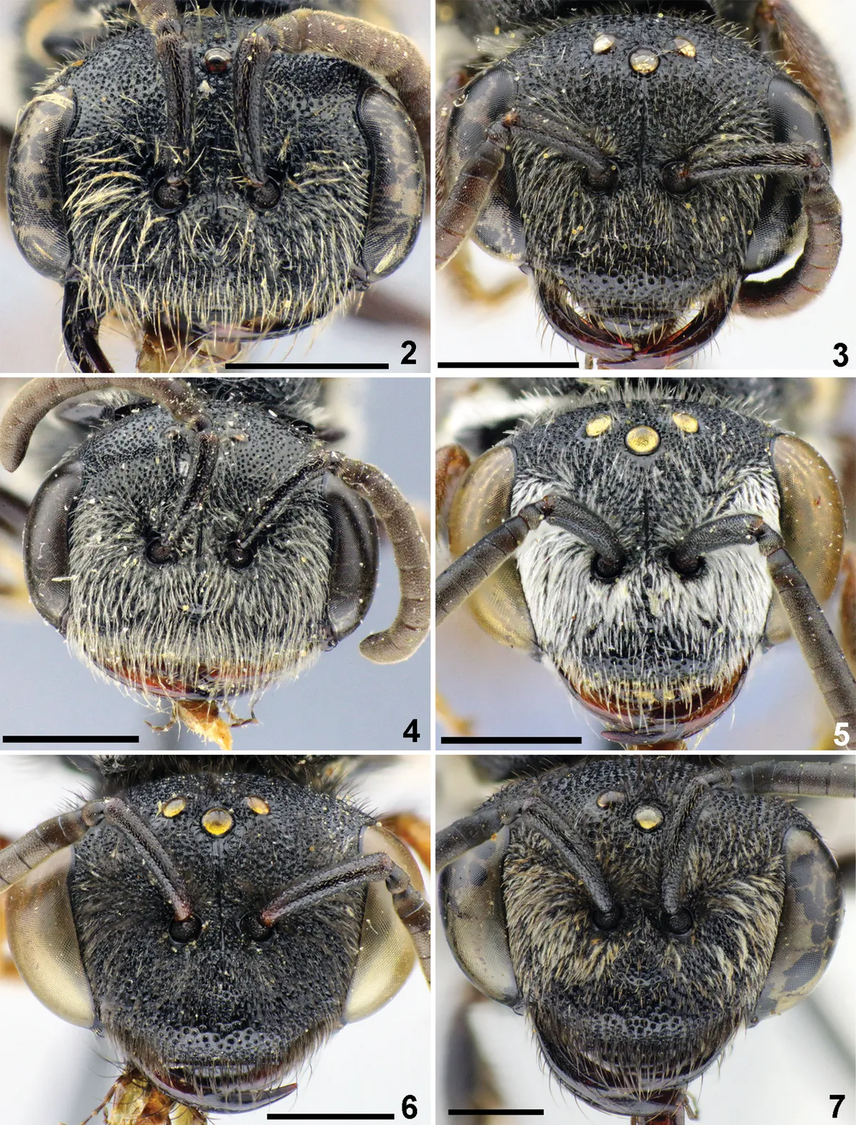 White-labeled Blood Bee