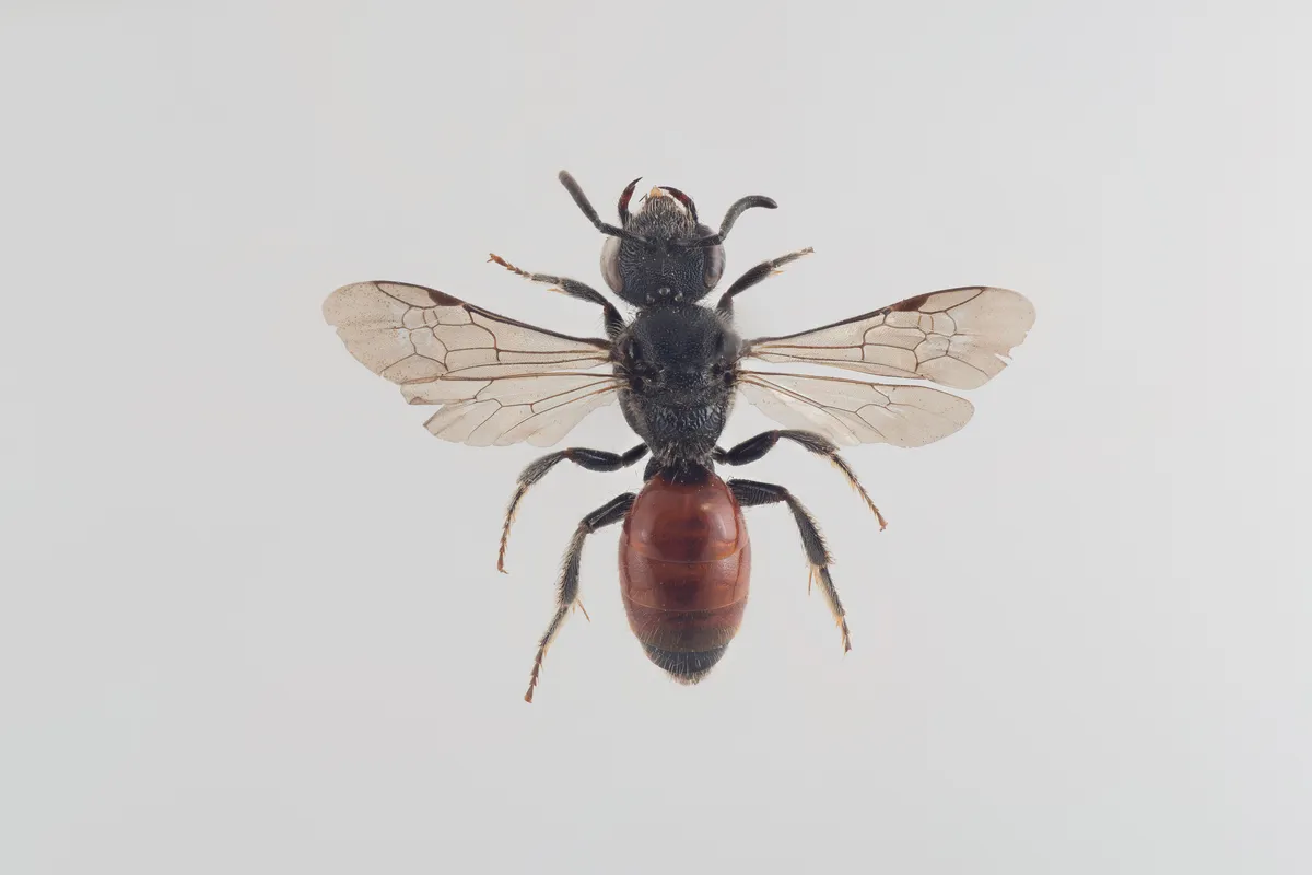 Bare-saddled Blood Bee