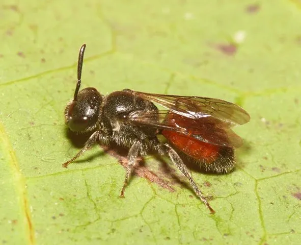 Bare-saddled Blood Bee