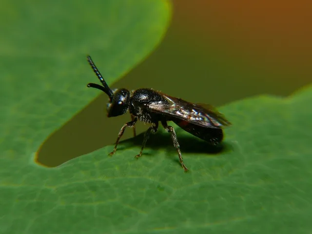 Bare-saddled Blood Bee