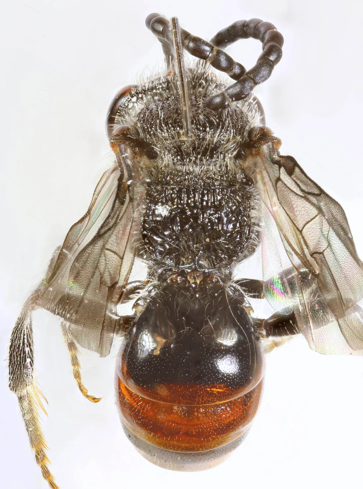Bare-saddled Blood Bee