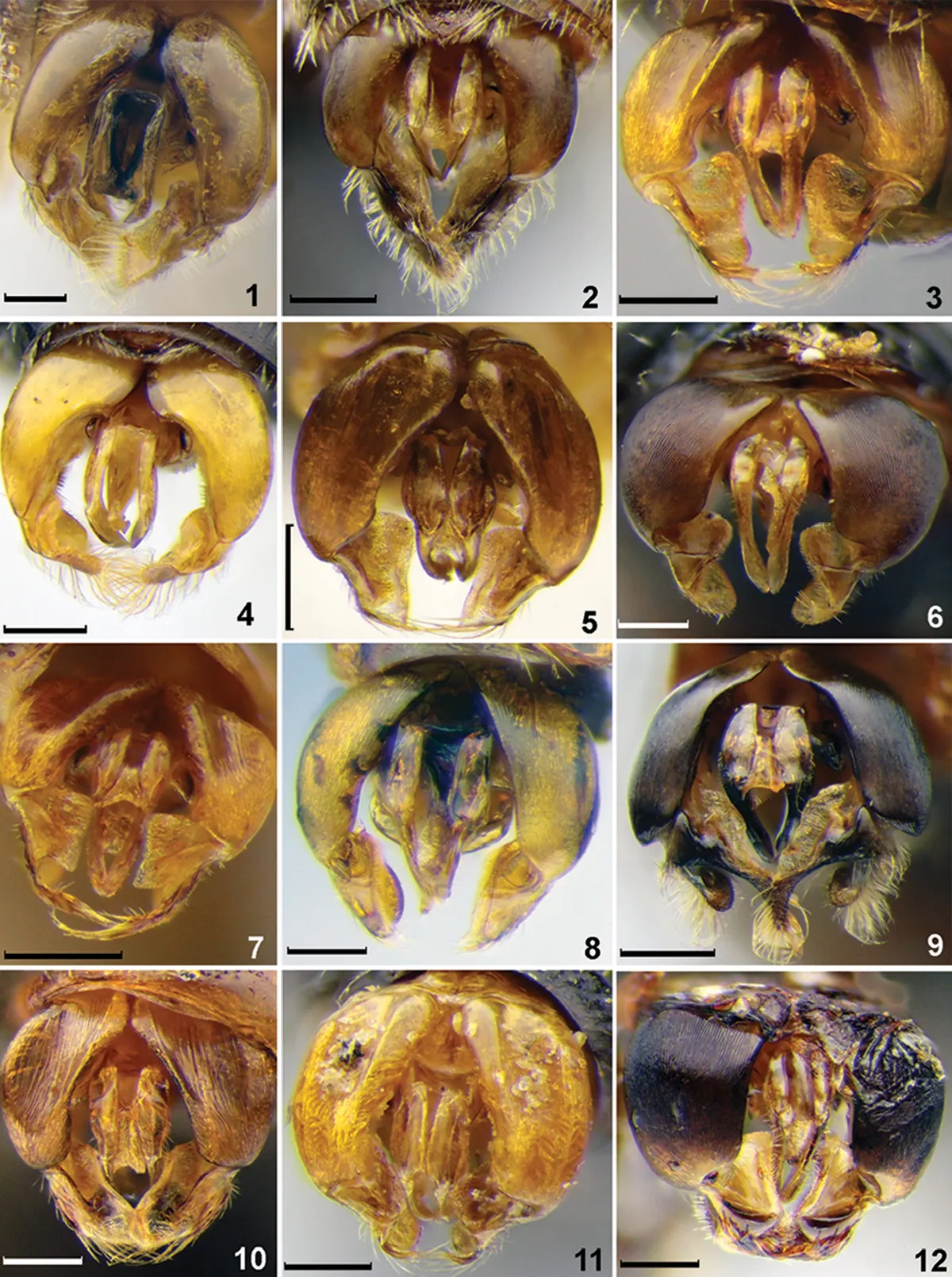 Sphecodes geoffrellus