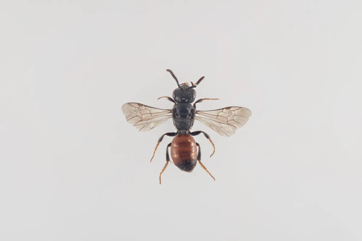 Geoffroy's Blood Bee