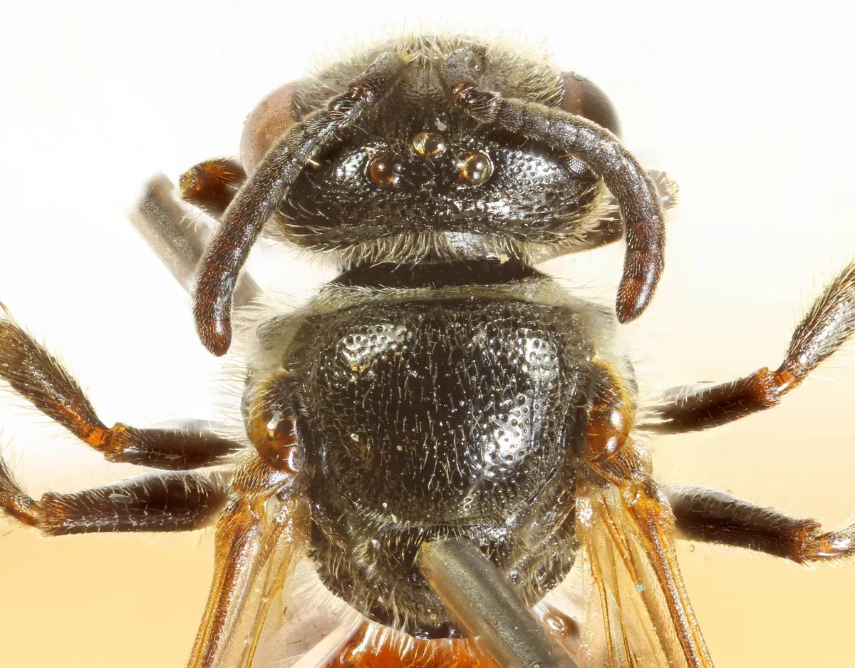 Geoffroy's Blood Bee