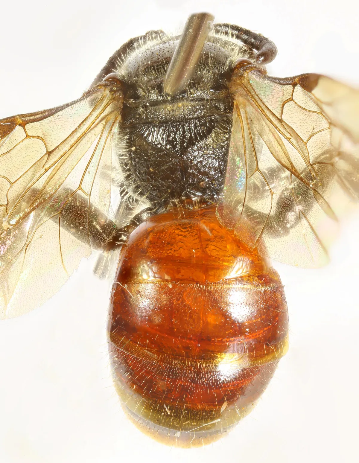 Geoffroy's Blood Bee