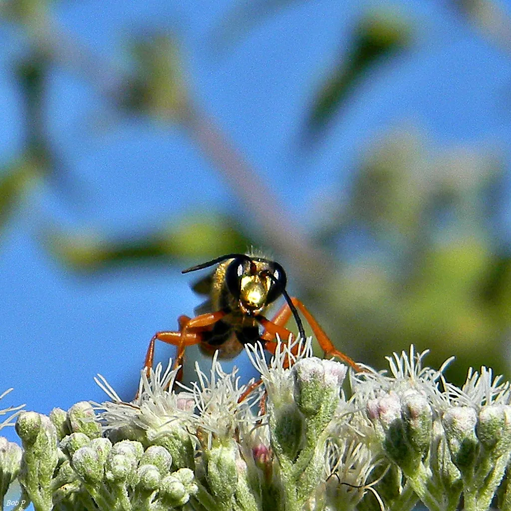 Great Golden Digger Wasp