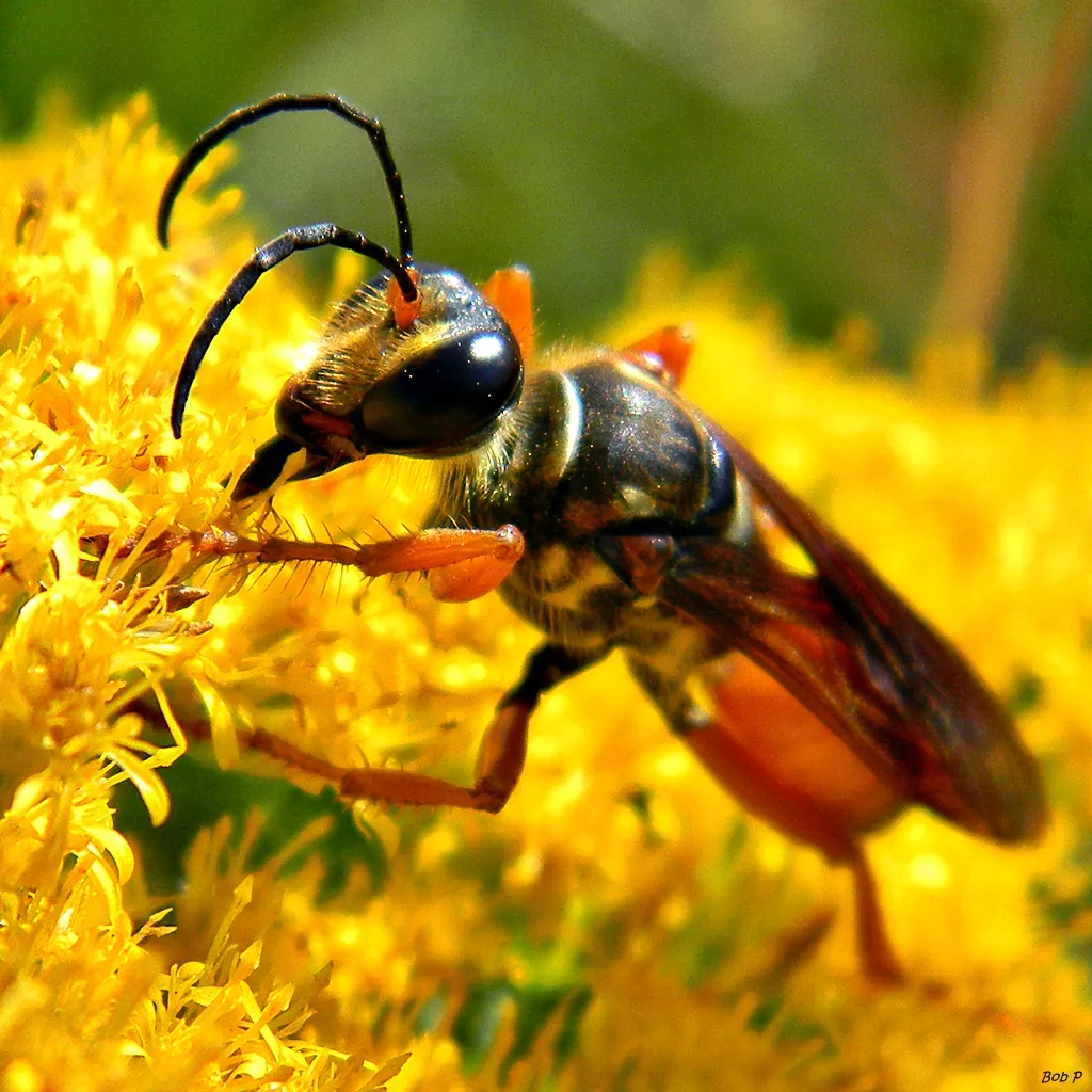 Great Golden Digger Wasp
