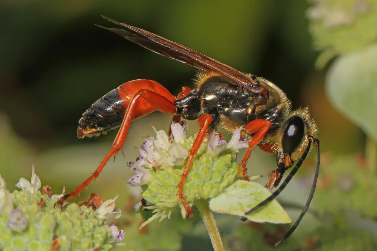 Great Golden Digger Wasp
