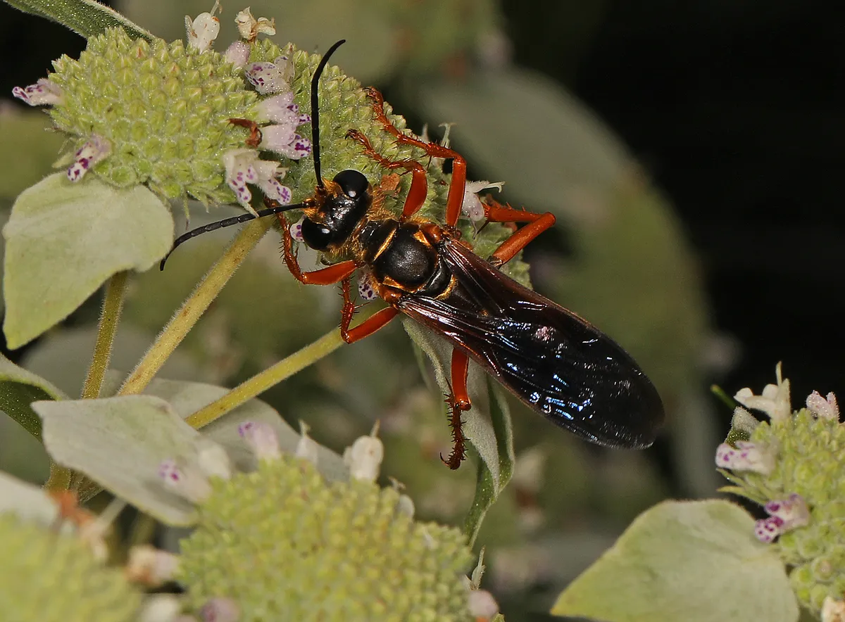 Great Golden Digger Wasp