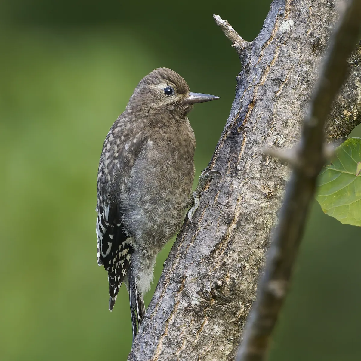Chupasavia Ventriamarillo