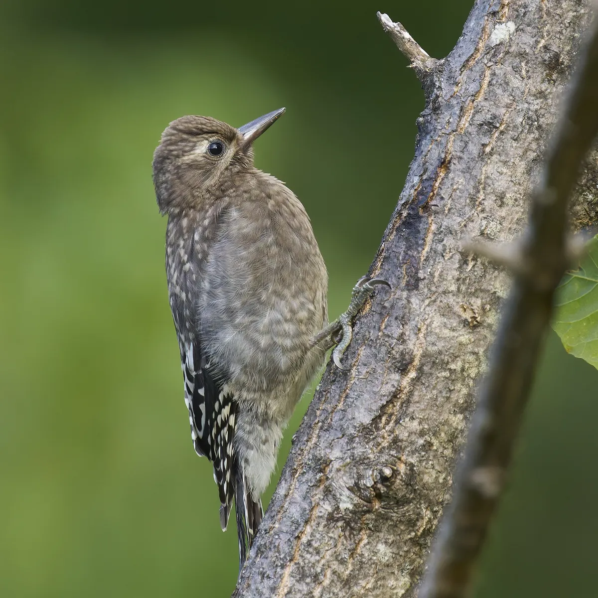 Chupasavia Ventriamarillo