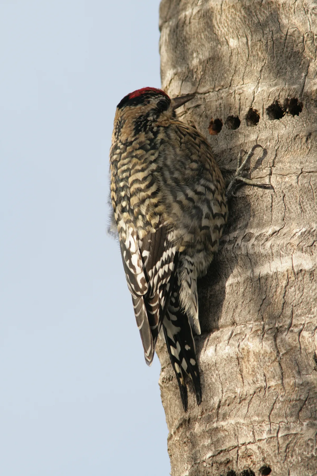 Chupasavia Ventriamarillo