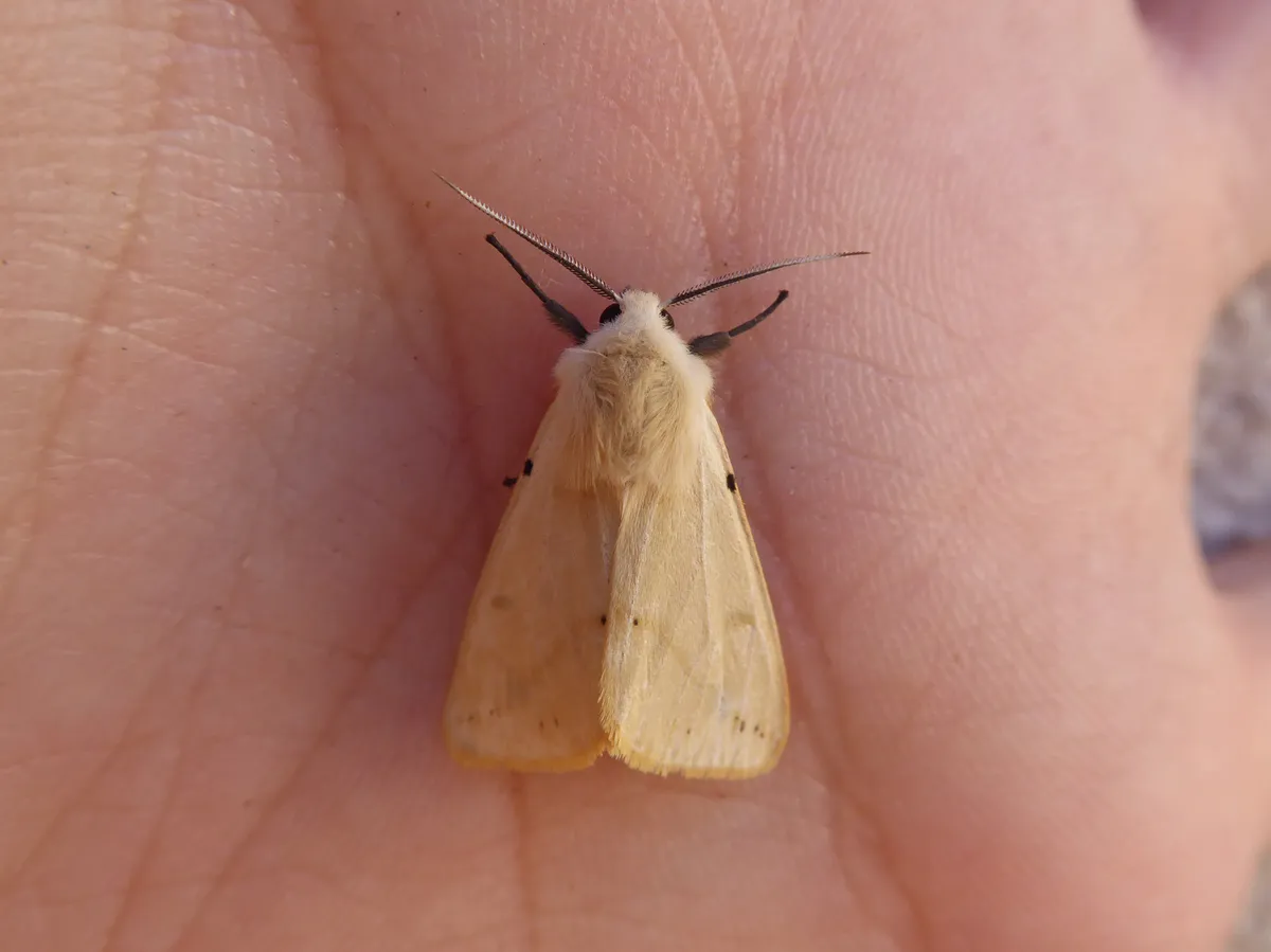 Buff Ermine