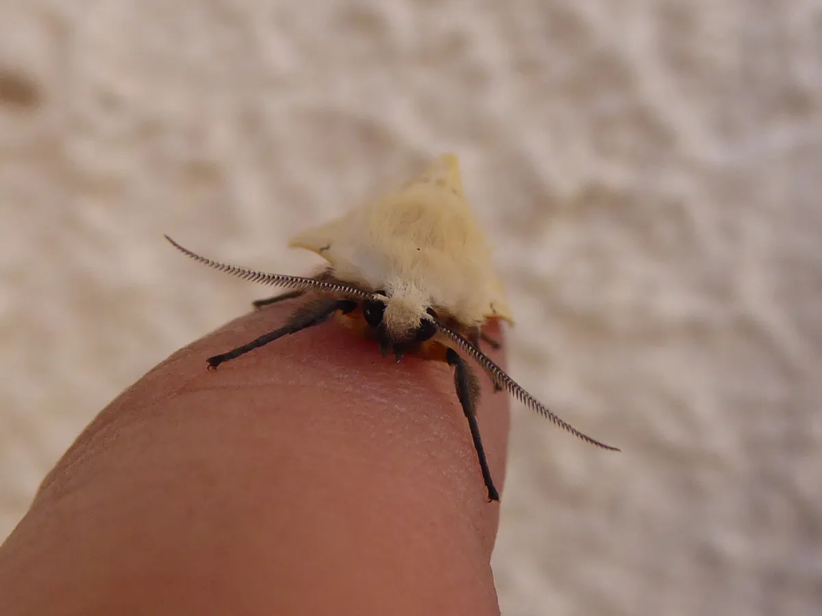 Buff Ermine