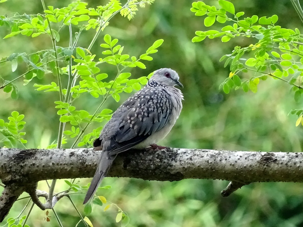 Spilopelia chinensis