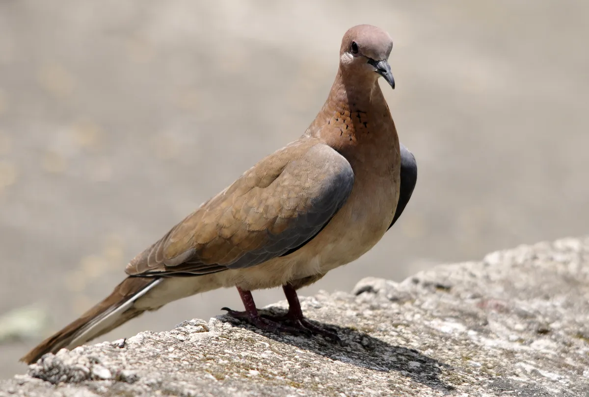 Spilopelia senegalensis