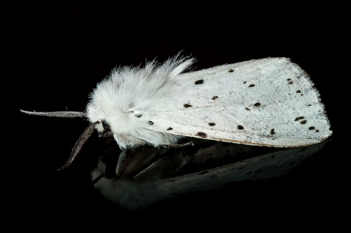 Spilosoma lubricipeda
