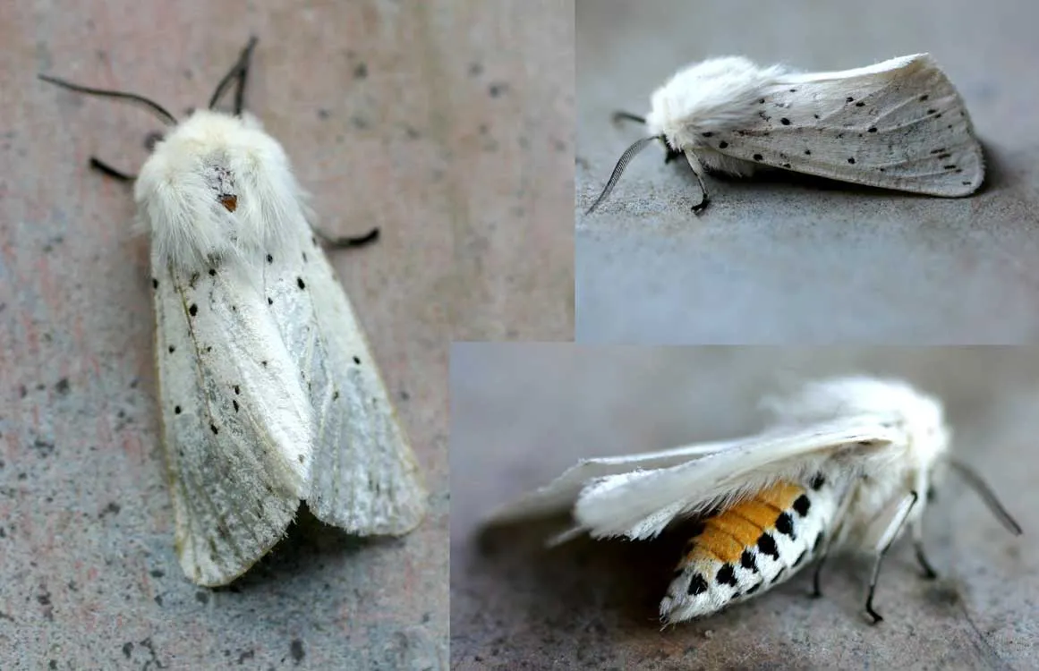 White Ermine