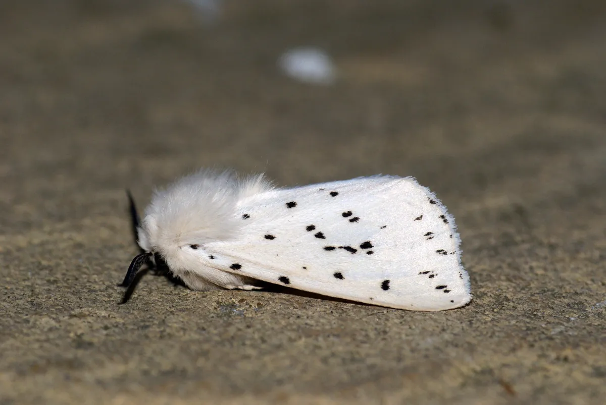 White Ermine