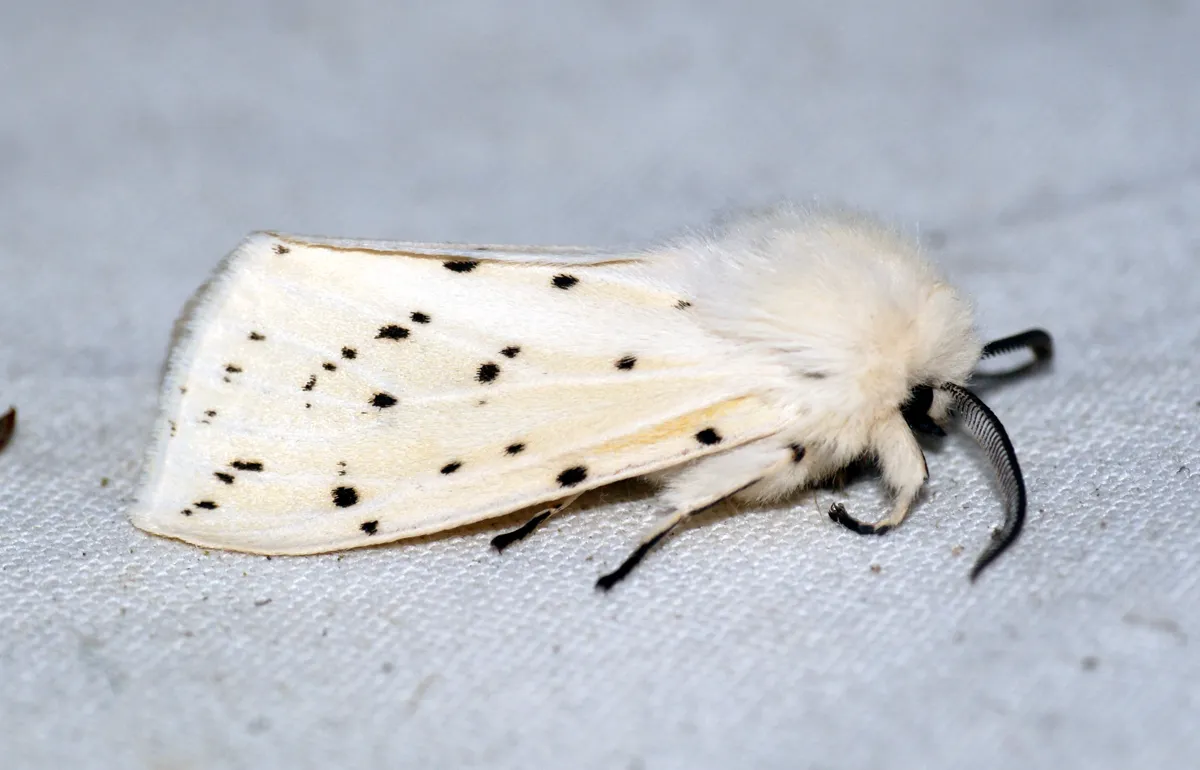 White Ermine