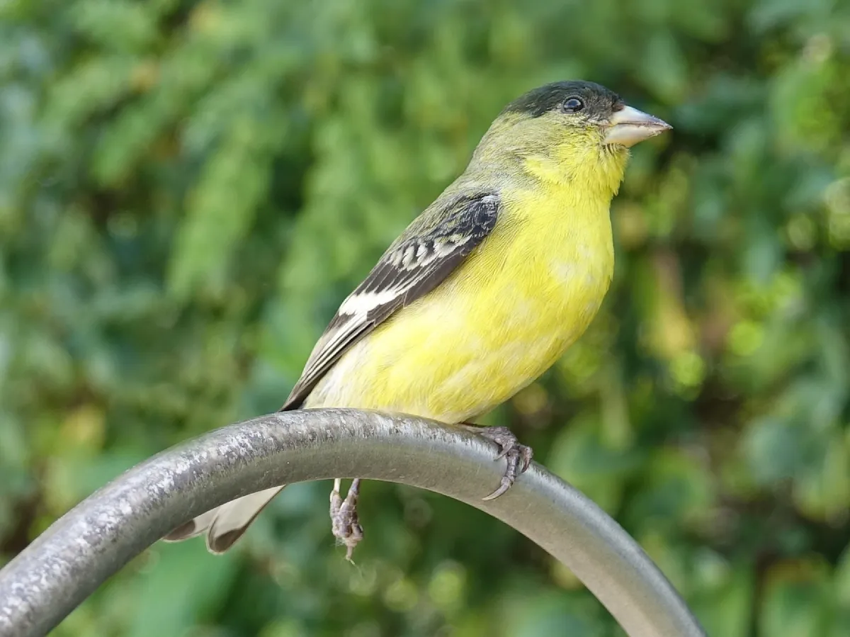 Lesser Goldfinch