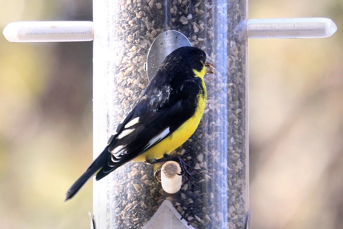Lesser Goldfinch