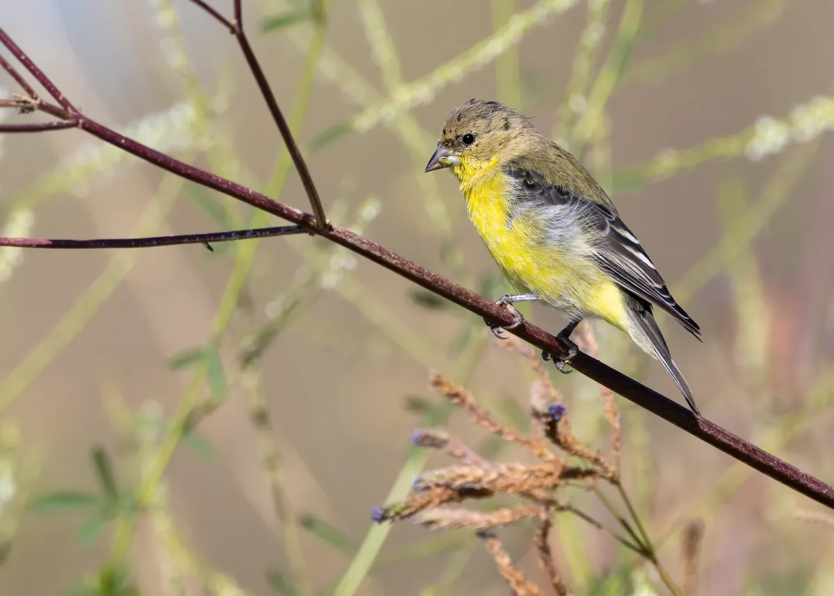 Lesser Goldfinch