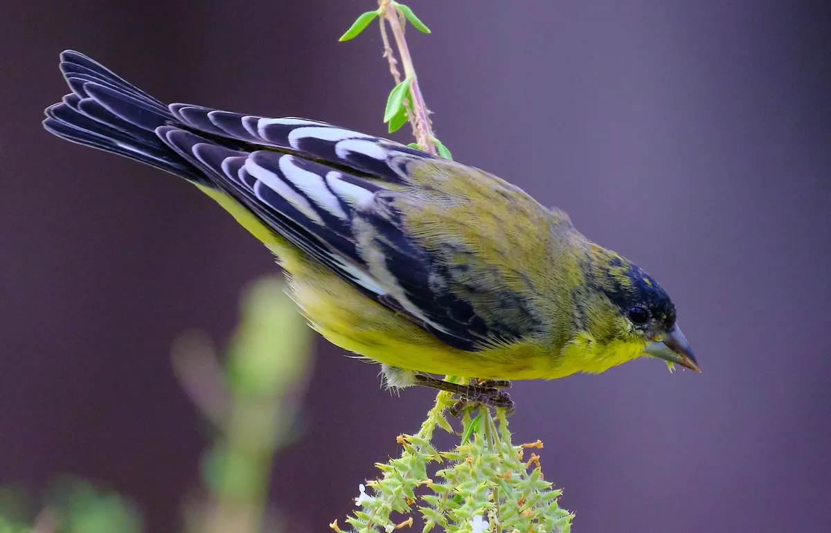 Lesser Goldfinch