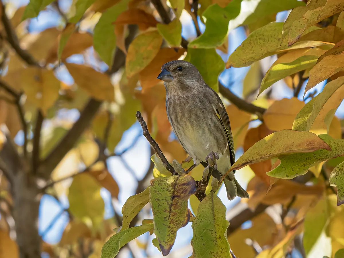 Eurasian Siskin