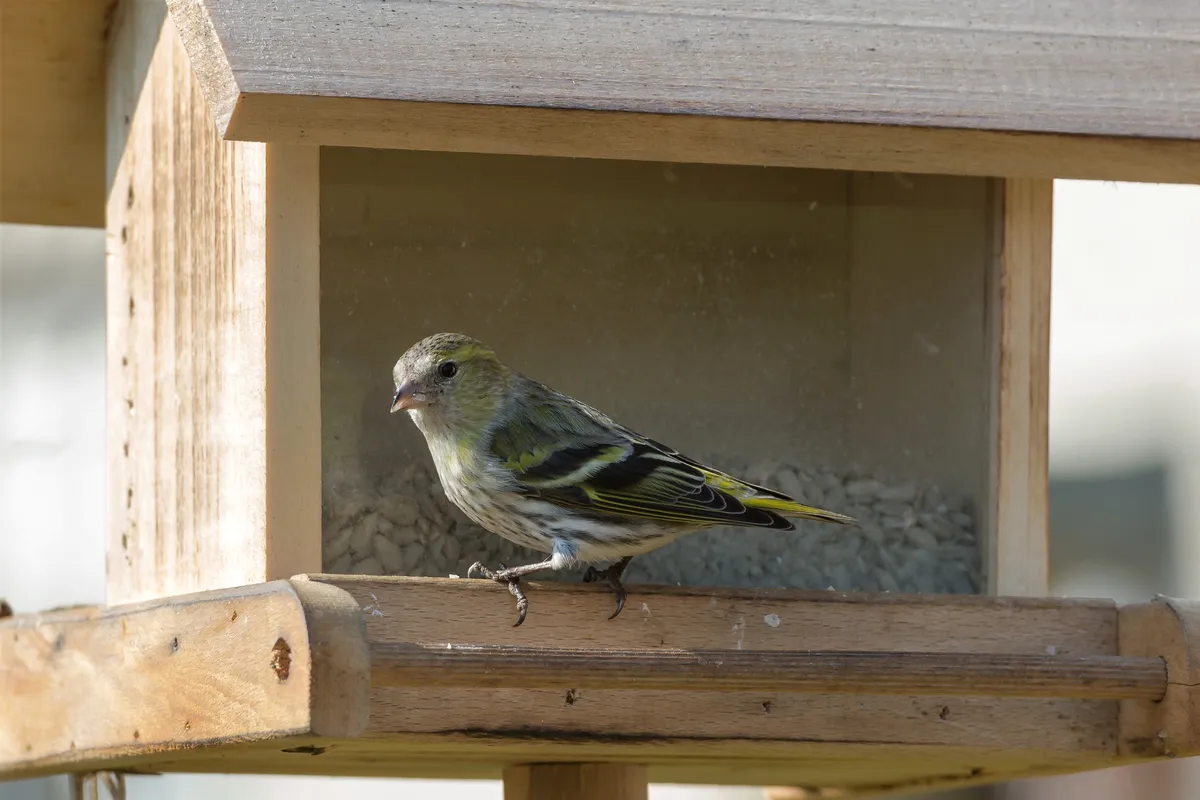Eurasian Siskin