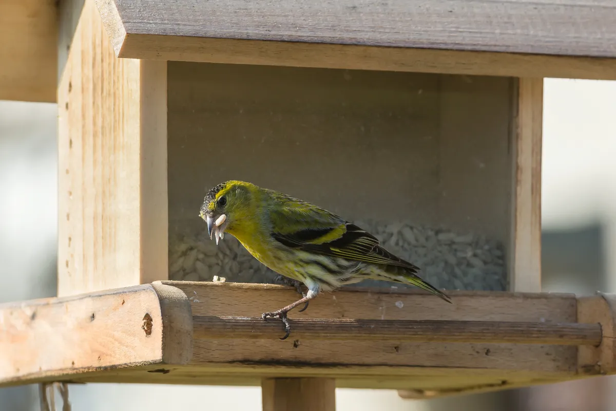 Eurasian Siskin